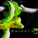 CULEBRA (by Luis Quinones)