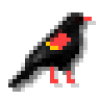 Blackbird