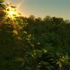 RhinoGrow