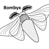 Bombyx