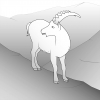 Ibex