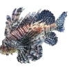 Lion Fish