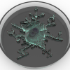 zooid
