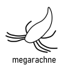Megarachne