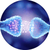 Synapse