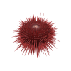 seaUrchin